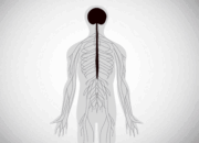 Guide To The Central Nervous System And Exercise